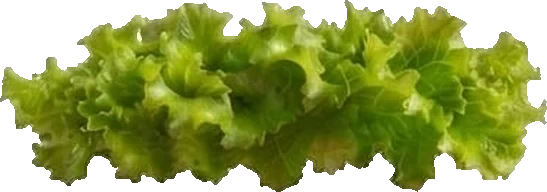 Foglie di insalata riccia